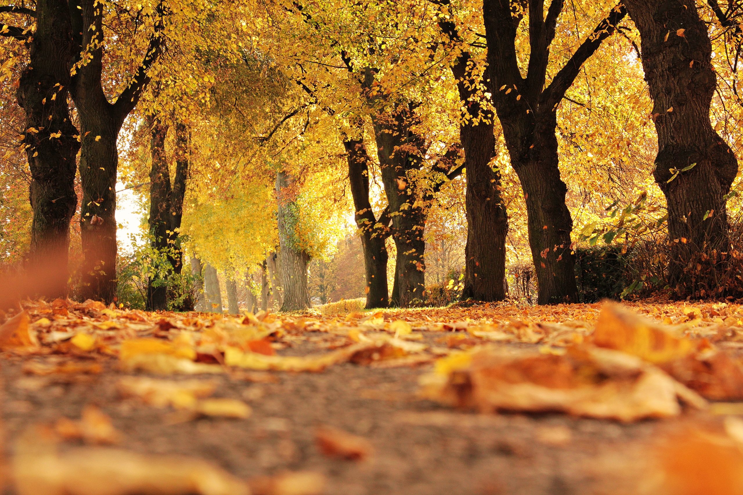 Fall Leaves and Trees