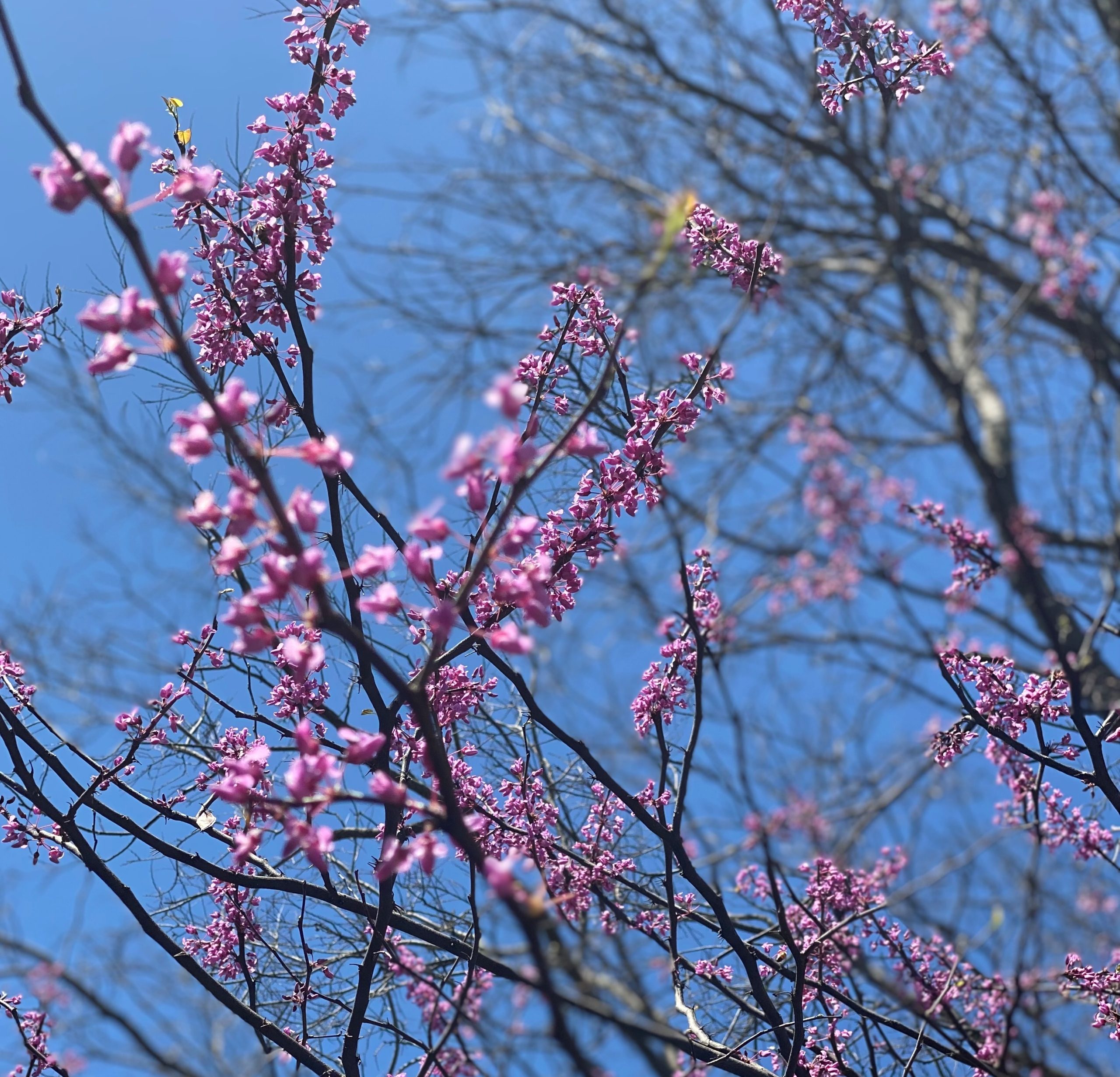 A red bud tree with pink blooms