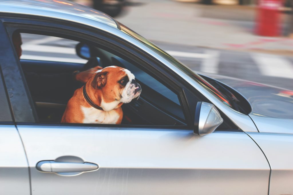Dog looking at a car window driving down the road